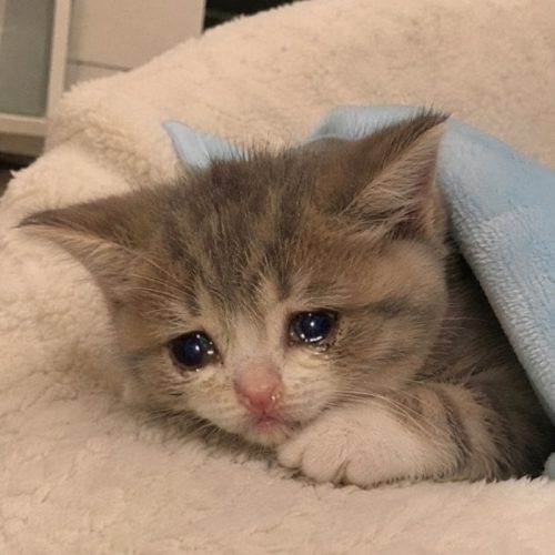 Ảnh chế meme mèo khóc buồn tủi thân nhìn là thương