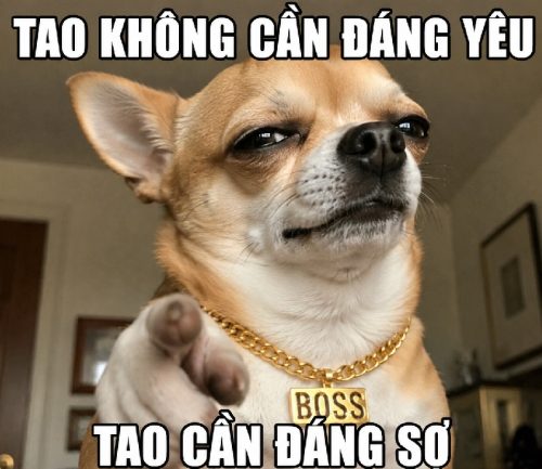 Kho ảnh Chihuahua meme biểu cảm bá đạo cực hài hước