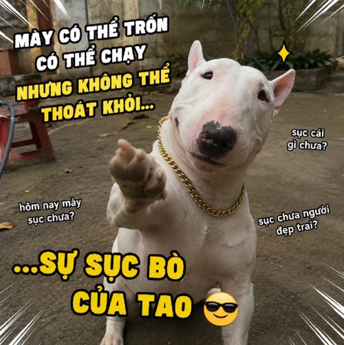Tuyển tập chó sục bò meme biểu cảm bá đạo cực hài
