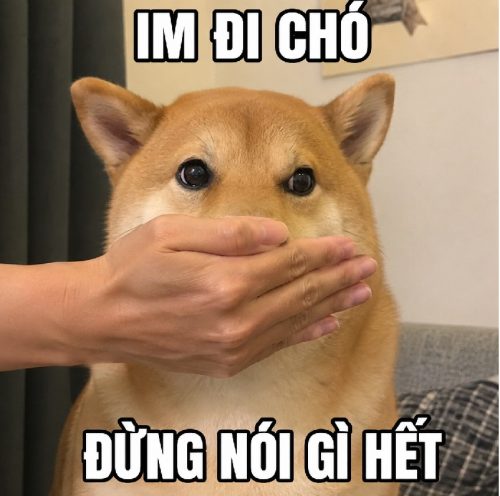 Loạt meme bịt miệng chó biểu cảm cực bá đạo và hài