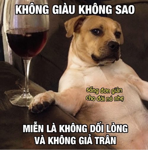 Bộ ảnh meme chó Nudaeng biểu cảm cute cực đáng yêu