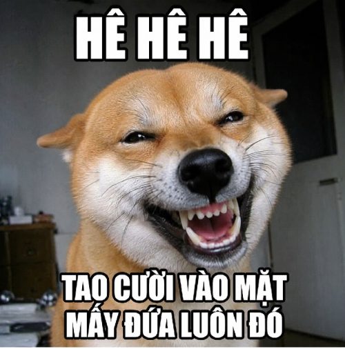 Tổng hợp meme chó cười biểu cảm cực hài và bá đạo