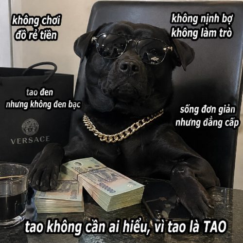 Bộ ảnh meme chó đen biểu cảm bá đạo cực hài bựa