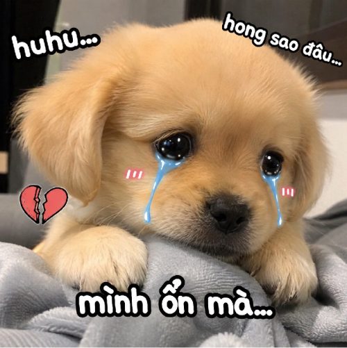 Bộ ảnh meme chó khóc biểu cảm tủi thân cực đáng thương