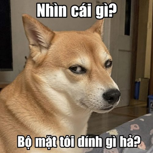 Tuyển tập meme chó lườm, liếc biểu cảm cà khịa cực bá đạo