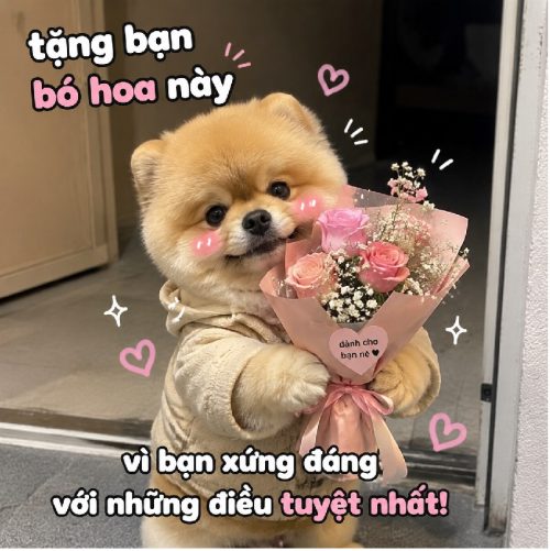 Kho meme chó tặng hoa cute biểu cảm cực đáng yêu