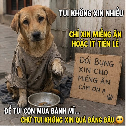 Kho meme con chó ăn xin biểu cảm tội nghiệp cực hài