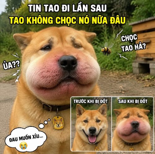 Tổng hợp meme chó bị ong đốt biểu cảm cực hài bá đạo