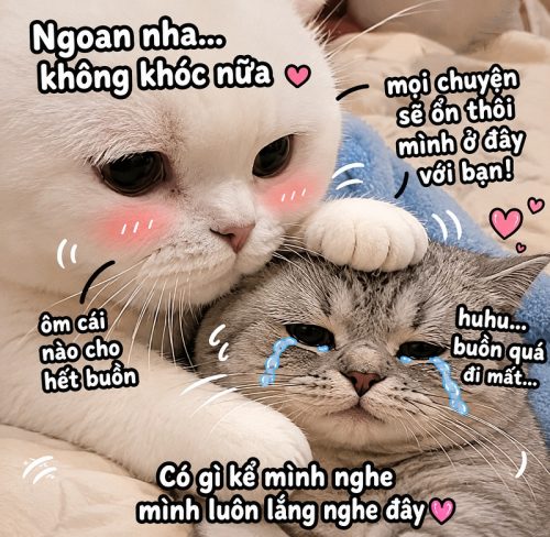 Bộ meme mèo an ủi cute biểu cảm ấm lòng cực hài