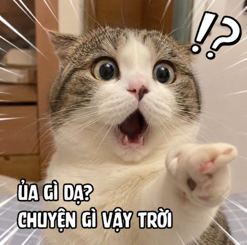 Bộ ảnh chế meme mèo bất ngờ biểu cảm cực đỉnh