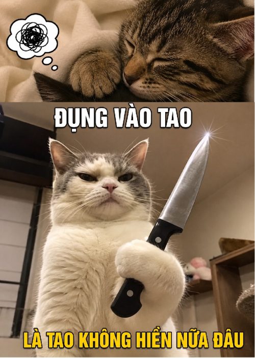 Ảnh chế meme mèo cầm dao biểu cảm bá đạo cực hài