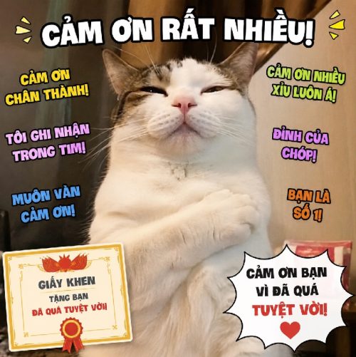 Kho meme mèo cảm ơn cute biểu cảm dễ thương cực hài