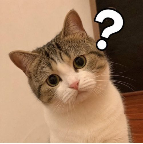Tuyển tập meme mèo chấm hỏi (?) biểu cảm hoang mang cực hài