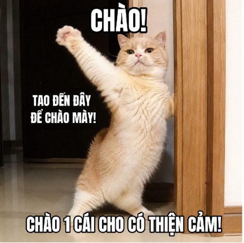 Tổng hợp meme mèo chào cute biểu cảm dễ thương cực hài