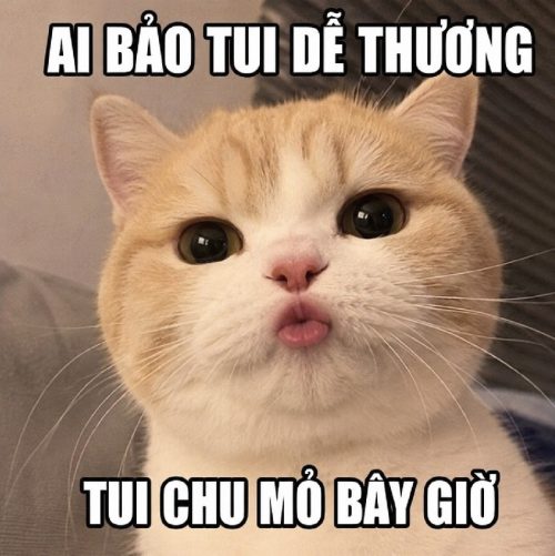 Bộ ảnh meme chu mỏ cute biểu cảm cực đáng yêu