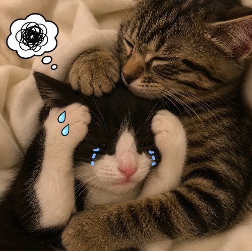 Ảnh chế meme mèo ôm đầu biểu cảm cực hài bá đạo