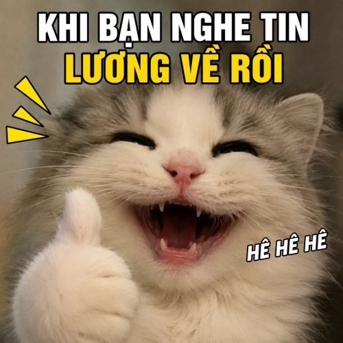 Bộ ảnh chế meme Mèo Cười siêu hài bá đạo