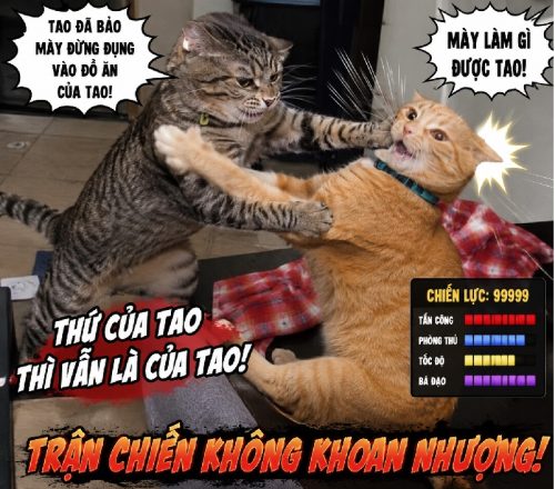 Bộ ảnh meme mèo đánh nhau biểu cảm bá đạo cực hài
