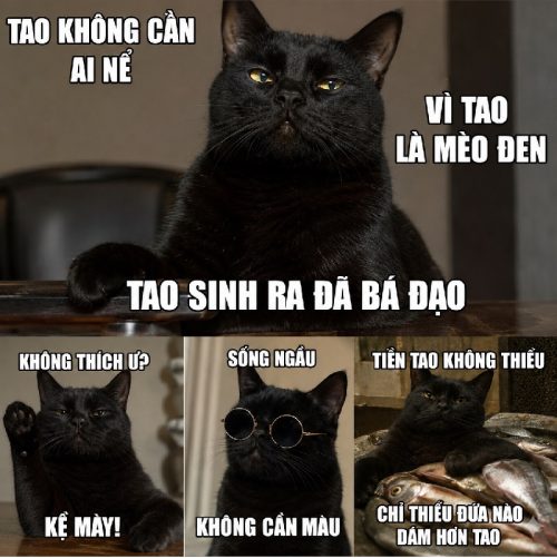 Kho meme mèo đen biểu cảm đa dạng cực bá đạo và hài