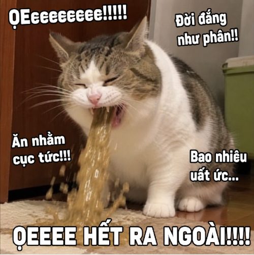 Tuyển tập meme mèo ói, ọe biểu cảm cực bá đạo và hài