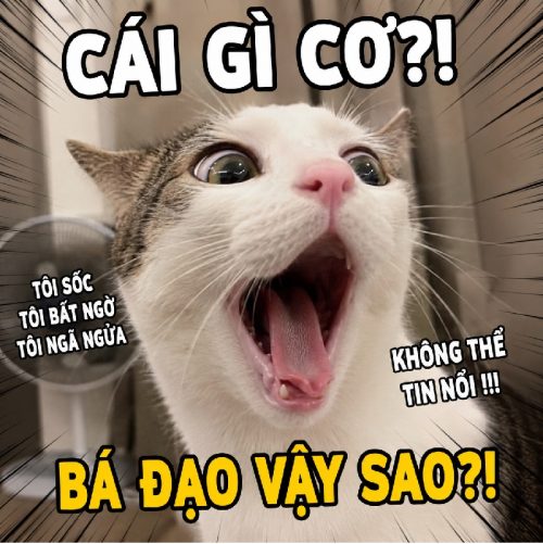 Loạt meme mèo há miệng biểu cảm bá đạo cực hài