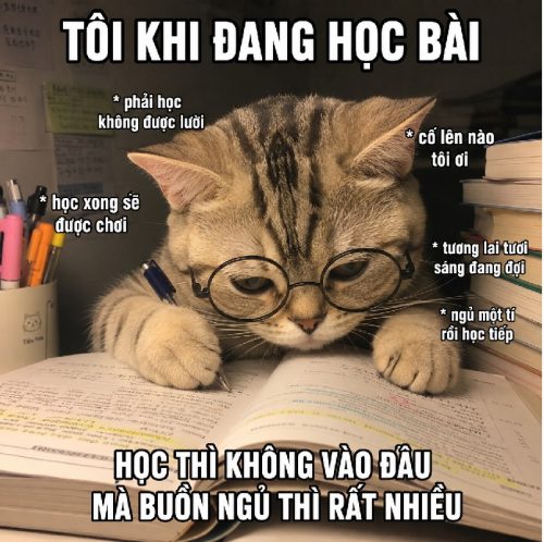 Loạt meme mèo học bài biểu cảm cực hài và bá đạo