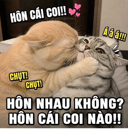 Tổng hợp meme mèo hôn cute biểu cảm cực đáng yêu