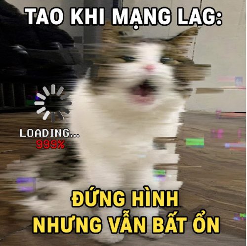 Tổng hợp meme mèo lag loading biểu cảm đơ cực hài