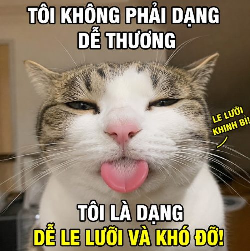 Tuyển tập meme mèo lè lưỡi cute biểu cảm cực hài