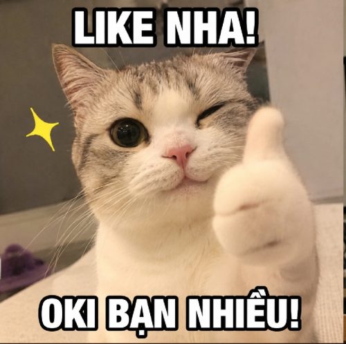 Bộ ảnh meme mèo like biểu cảm cute cực hài bá đạo