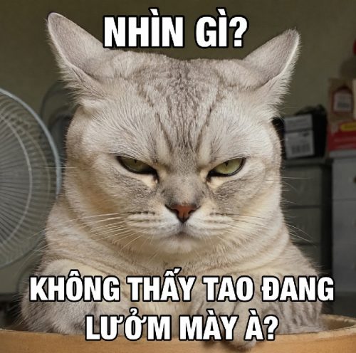 Loạt meme mèo lườm biểu cảm cà khịa cực bá đạo