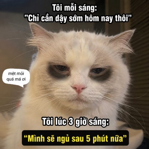 Tổng hợp meme mèo mắt thâm biểu cảm cực hài bá đạo