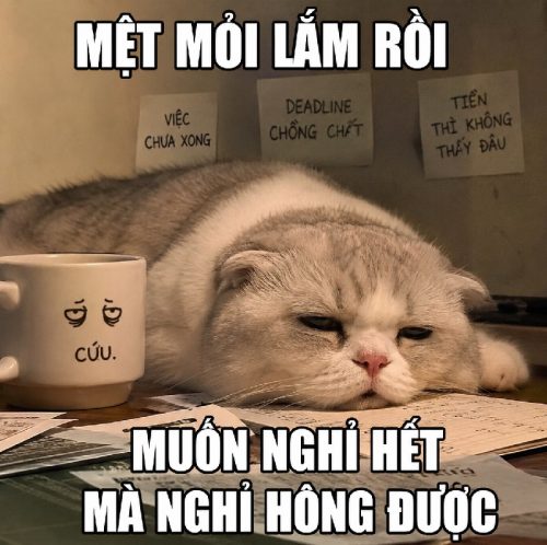 Bộ ảnh meme mèo mệt mỏi biểu cảm cực hài bá đạo