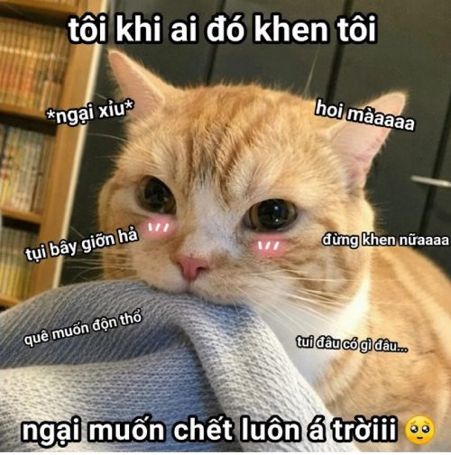 Kho meme mèo ngại ngùng cute biểu cảm đỏ mặt cực hài