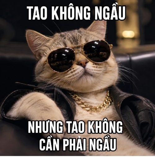 Bộ sưu tập meme mèo ngầu biểu cảm chất lừ cực hài