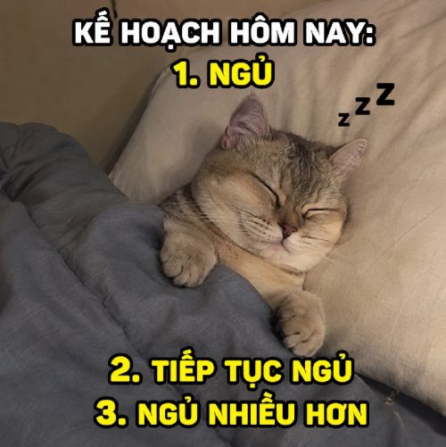 Kho meme mèo ngủ cute biểu cảm dễ thương cực đáng yêu
