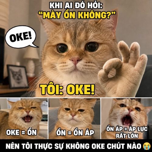 Tuyển tập meme mèo ok biểu cảm chất lừ cực hài hước