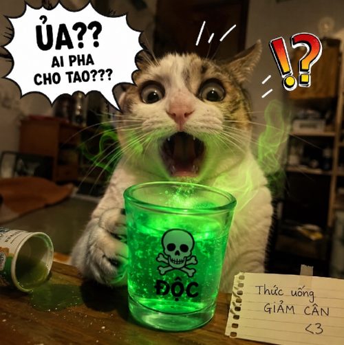 Meme mèo sốc với gương mặt cực hài và bá đạo