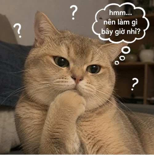 Loạt meme mèo suy nghĩ biểu cảm sâu lắng cực hài