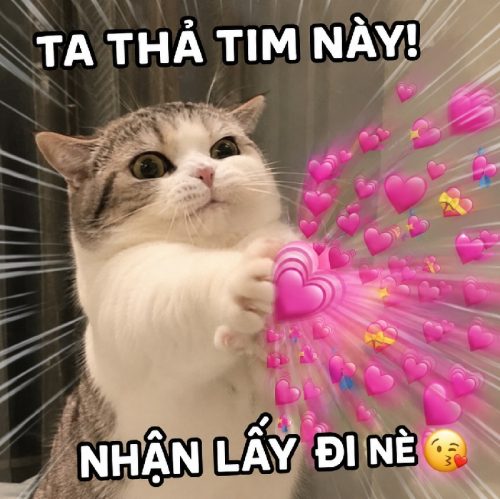 Loạt meme mèo thả tim cute biểu cảm cực đáng yêu