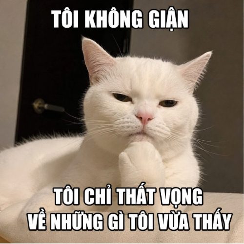 Bộ ảnh meme mèo trắng cute biểu cảm cực đáng yêu