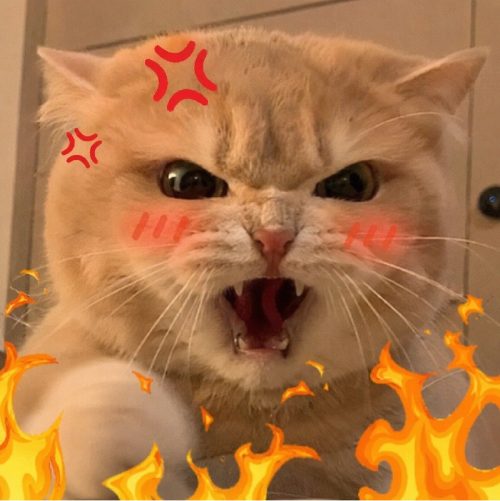 Kho meme mèo tức giận biểu cảm bá đạo cực hài
