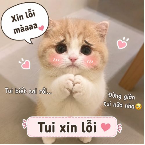 Tuyển tập meme mèo xin lỗi cute biểu cảm cực hài
