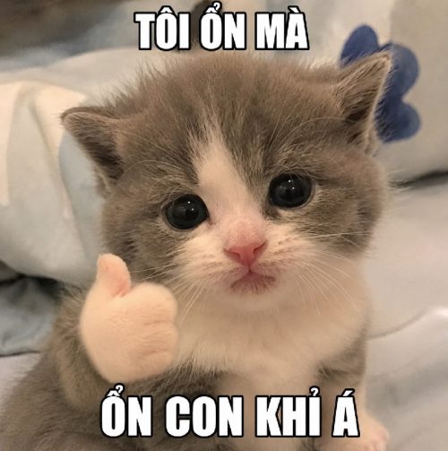 Kho ảnh mèo con meme biểu cảm bá đạo cực hài hước