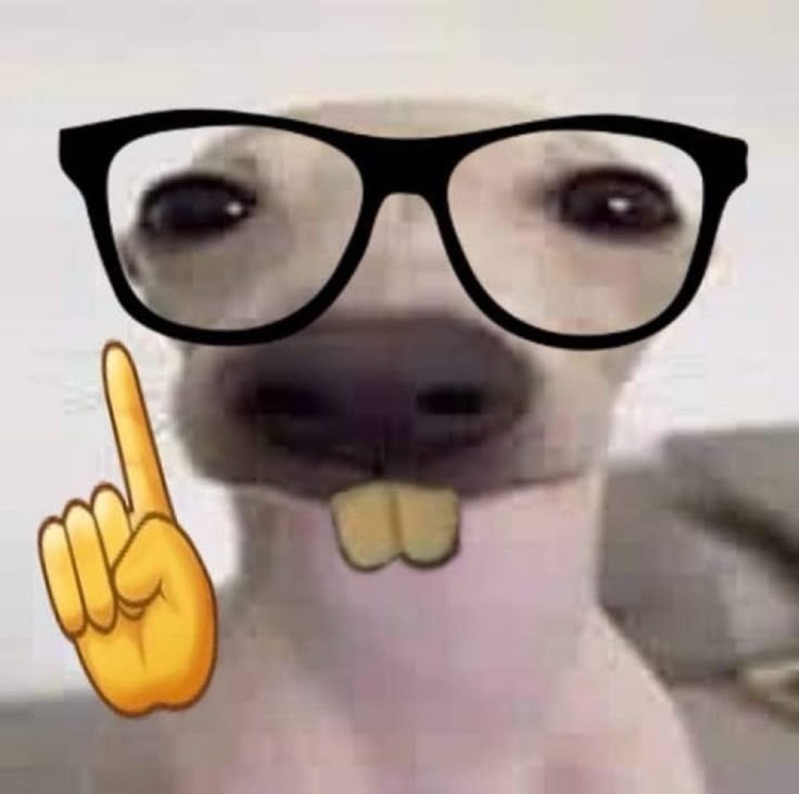 Nerd dog meme hài hước