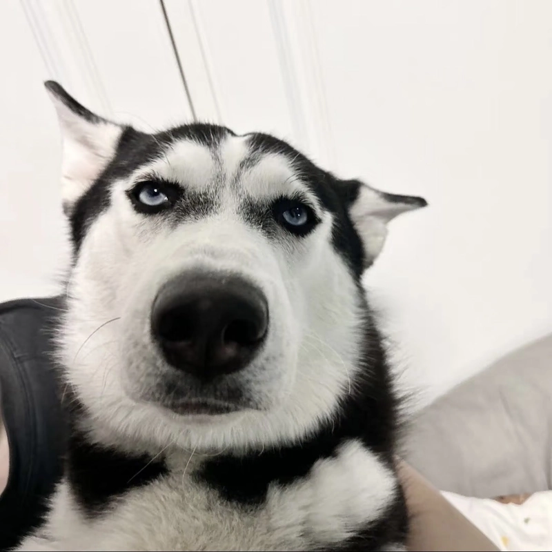 Ảnh meme thiểu năng cùng biểu cảm ngẩn ngơ đáng cười