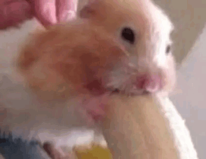 ăn Chuối Nào Meme - Ăn chuối nào - Discover & Share GIFs