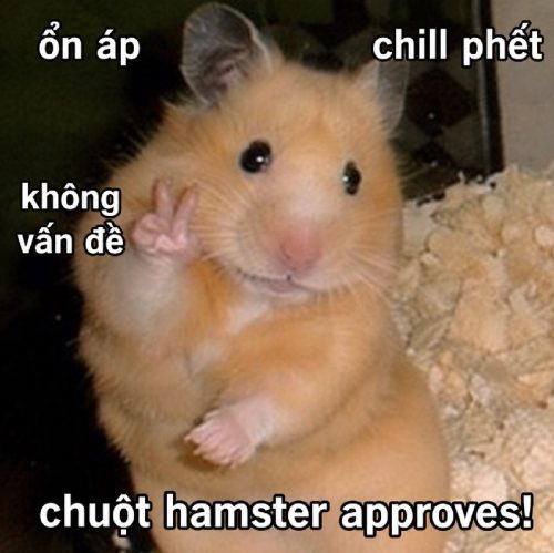 Bộ ảnh chuột hamster meme biểu cảm cute cực đáng yêu