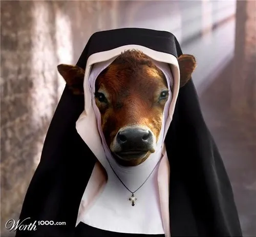 Ảnh chế bò remix, caption “moo ngáo quá”