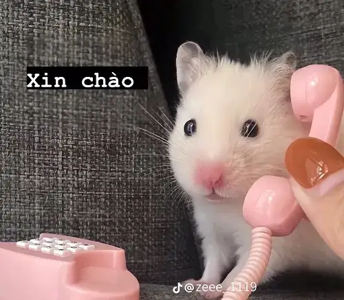 Mở đầu câu chuyện bằng một chiếc meme “hi” cực chill